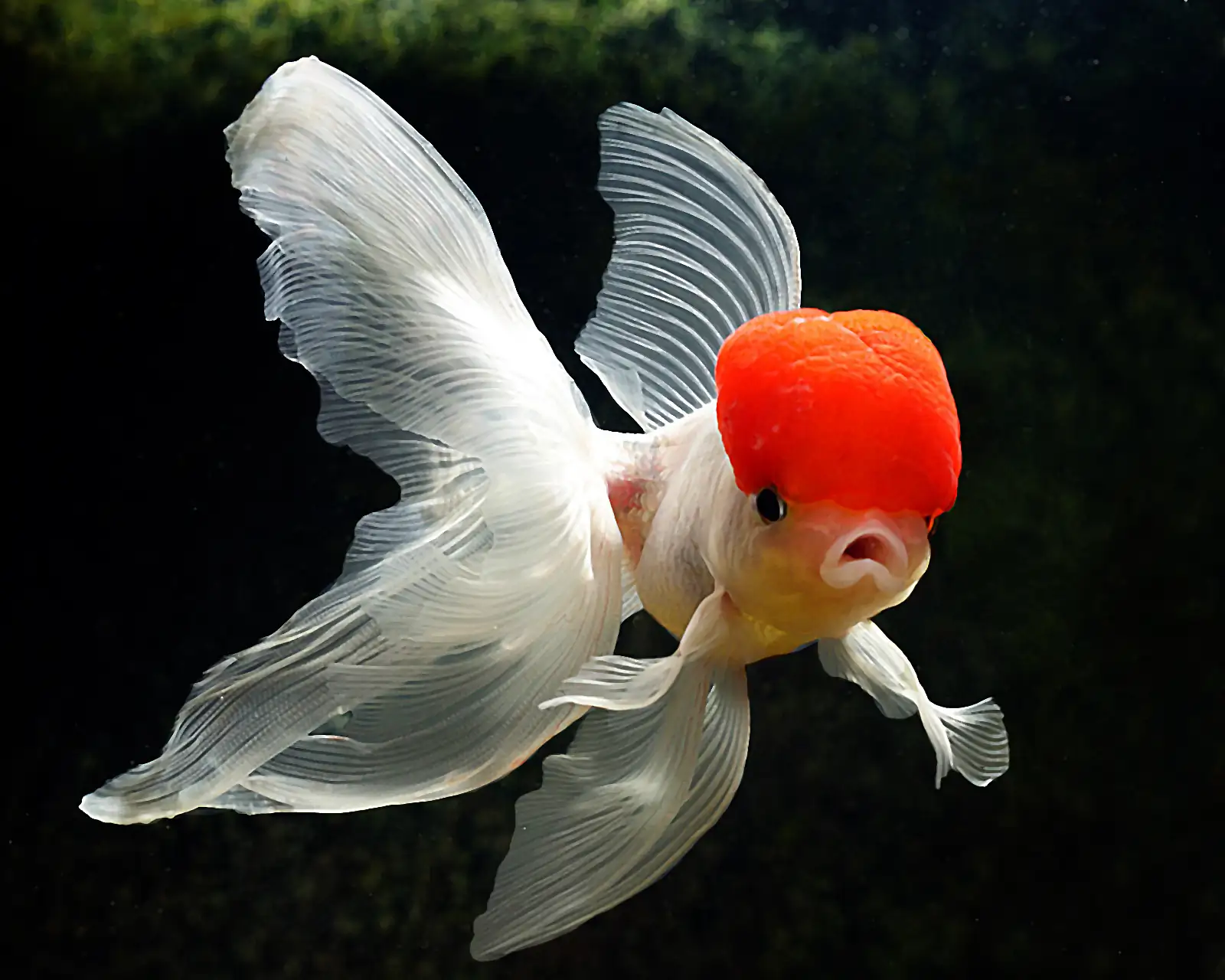 Red Cap Oranda Goldfish